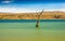 Tree amidst rural lake landscape with reeds, wildlife and with blue skies and clouds