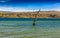 Tree amidst rural lake landscape with reeds, wildlife and with blue skies and clouds