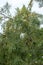 Tree with amla fruits