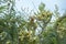 Tree with amla fruits