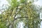 Tree with amla fruits