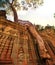 Tree in Angkor