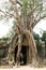 Tree on Angkor ruins