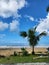 Tree in angsana beach tanah laut