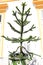 Tree Araucaria araucana grows in tub