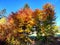 Tree arch strong colored and wooden gate on trail on golden autumn day