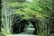 Tree Arched Road near Fort Bragg, on California Highway 1 Beach Area