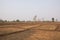 Tree arid lonely rice field nakhonphanom