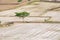 Tree arid solitary on rice field