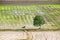 Tree arid solitary on rice field