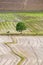 Tree arid solitary on rice field