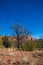 Tree in Arizona desert