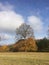 Tree in autumn - half and half with leaves