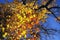 Tree with autumn leaves in bright golden yellow and red under a steel-blue sky