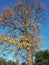 Tree in autumn sunlight against a blue sky