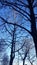 a tree in autumn under the blue sky in Torino