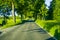 Tree avenue of a country road in Hesse, Germany