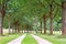 Tree avenue in Mecklenburg-Western Pomerania, Germany