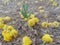 Tree baby growing surrounding yellow colours small meny flowers this tree