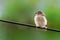 Tree baby sparrow sitting on the electric wire is eating food from its mother. The sparrow chick is calling its mother because of