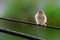 Tree baby sparrow sitting on the electric wire is eating food from its mother. The sparrow chick is calling its mother because of