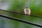 Tree baby sparrow sitting on the electric wire is eating food from its mother. The sparrow chick is calling its mother because of