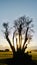 Tree in back light at Kiwi Esplanade.