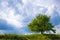 Tree on a background of menacing clouds