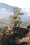 Tree on a background of mountains in the fog. Landscape of Pollino national park, a wide natural reserve in Basilicata and