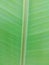 Tree banana leaf green for background.