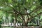 Tree banyan branching out over fifty meters on the park