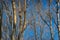 Tree with bare leafless branches. Winter deciduous forest background