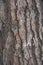 Tree bark. Aspen tree. testure. Picture
