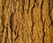 Tree bark background