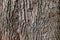 Tree bark background texture.