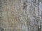 Tree bark close-up. Tree bark structure. Wood background. Natural texture. Uneven surface