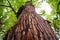 Tree bark close-up, tree crown on background. Old wood tree bark texture. Bottom view