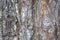 Tree bark closeup with details