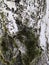 Tree bark closeup with white snow and green moss. Background tree bark with lichen growing vertically