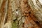 Tree bark cortex macro wood wooden natural colors