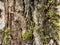 tree bark covered with green moss. green moss on a tree.