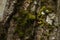 Tree bark covered with moss and lichen, forest background, bark texture, green moss and lichen