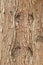 Tree bark with pattern resembling a face