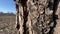 tree bark of pear and agricultural field