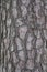 Tree bark. Pine tree. testure. Picture