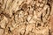 Tree Bark Rugged Texture Background Macro Stock Photography Image