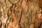 Tree Bark Rugged Texture Background Macro Stock Photography Image