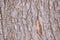 Tree Bark Rugged Texture Background Macro Stock Photography Image