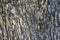 Tree Bark Rugged Texture Background Macro Stock Photography Image