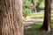 Tree Bark skin of big tree outdoor park. Selective focus.